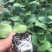 西葫芦苗绿油亮西葫芦苗苗厂供应现苗直发