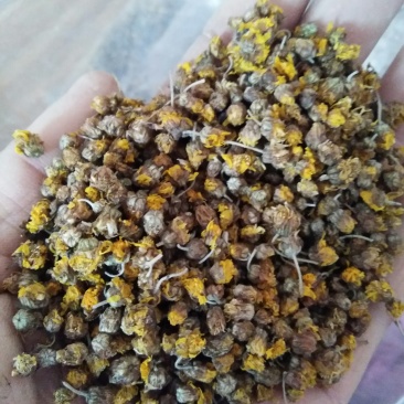 高含量野菊花，天然无硫，纯野生