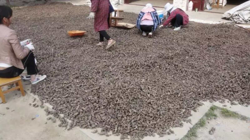 乌药，自然阳光凉晒风干无硫乌药产地直销
