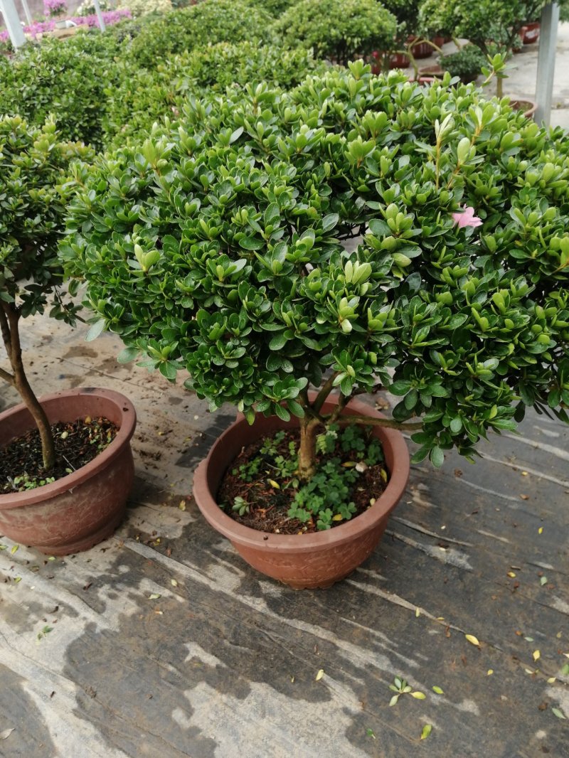 腊皮杜鹃，杜鹃花盆栽