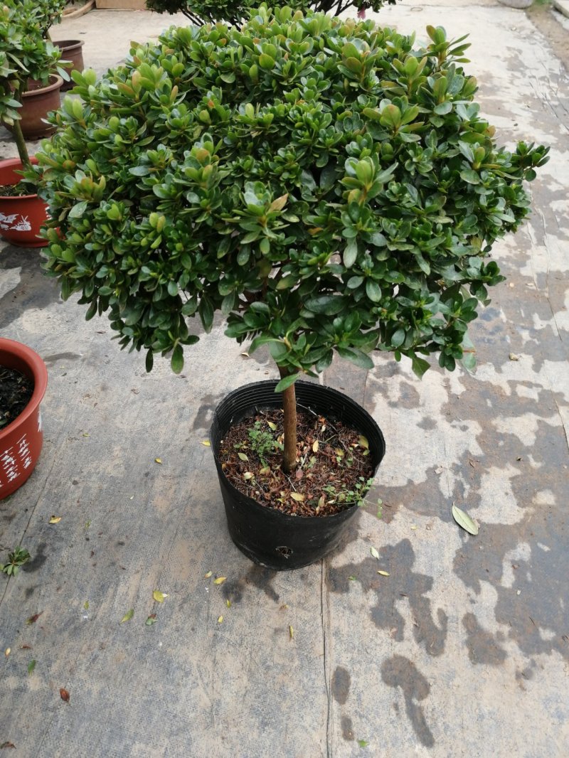 腊皮杜鹃，杜鹃花盆栽