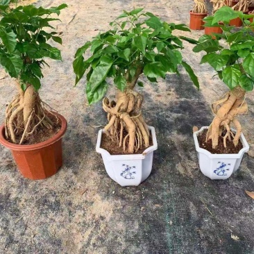 幸福树绿宝小盆栽