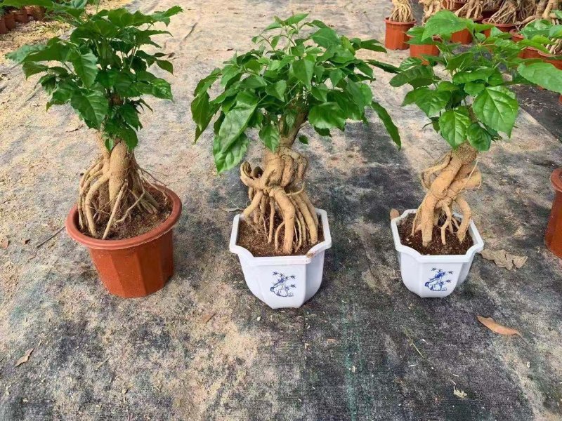 幸福树绿宝小盆栽