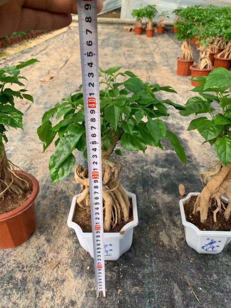幸福树绿宝小盆栽
