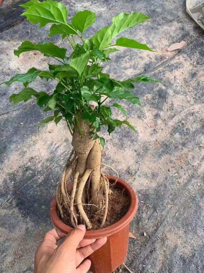 幸福树绿宝小盆栽