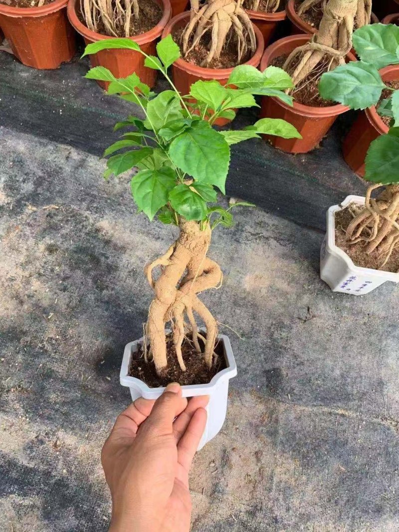 幸福树绿宝小盆栽