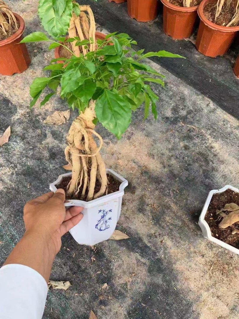 幸福树绿宝小盆栽