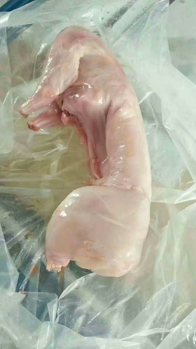兔肉,烤兔用，红烧，无头兔麻辣兔肉用