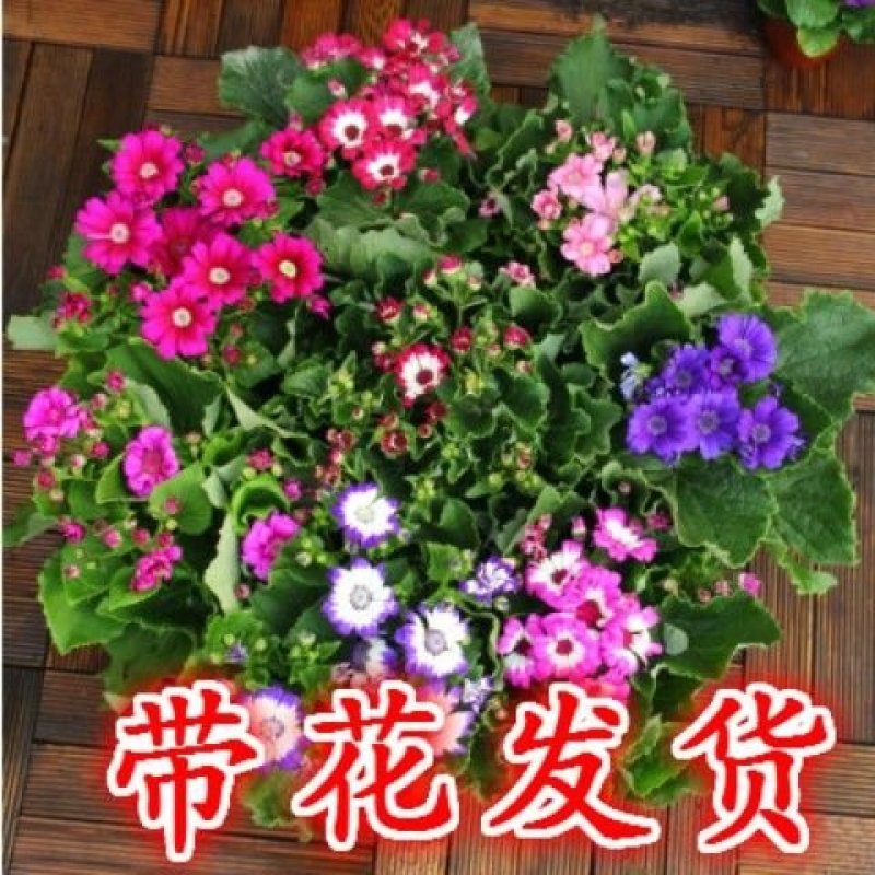 瓜叶菊盆栽花苗年宵花卉室内外阳台庭院绿植盆栽耐寒易管理颜
