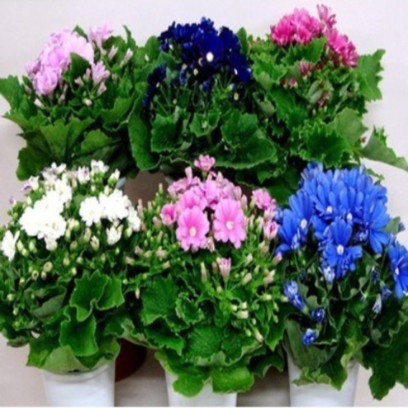 瓜叶菊盆栽花苗年宵花卉室内外阳台庭院绿植盆栽耐寒易管理颜