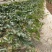 新甜王西瓜种子中野甜王中野甜露中熟甜王杂交种大果红瓤皮薄
