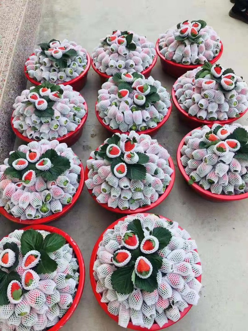 大凉山露天冬草莓口感很好