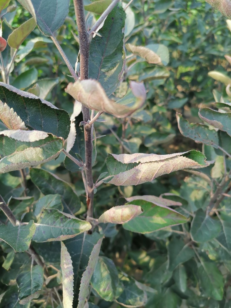 苹果树苗北方种植地栽室外盆栽南方种植红富士冰糖心苹果当年