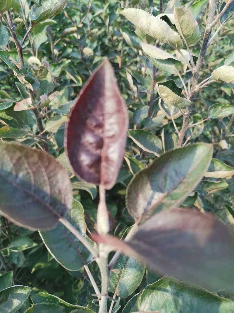苹果树苗北方种植地栽室外盆栽南方种植红富士冰糖心苹果当年