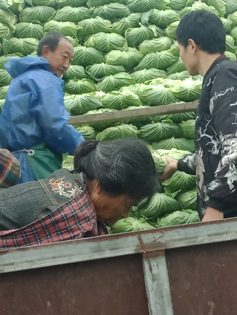 优质莲花白包菜货好价优