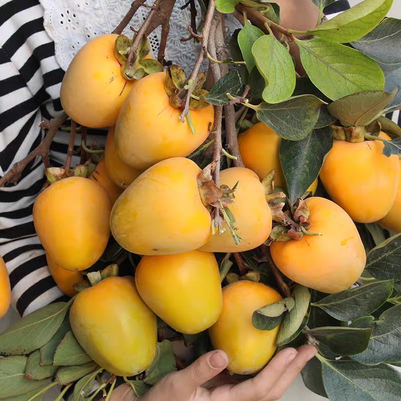 脆柿子苗嫁接柿子树苗水果苗南北方种植当年挂果包成活