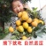 脆柿子苗嫁接柿子树苗水果苗南北方种植当年挂果包成活
