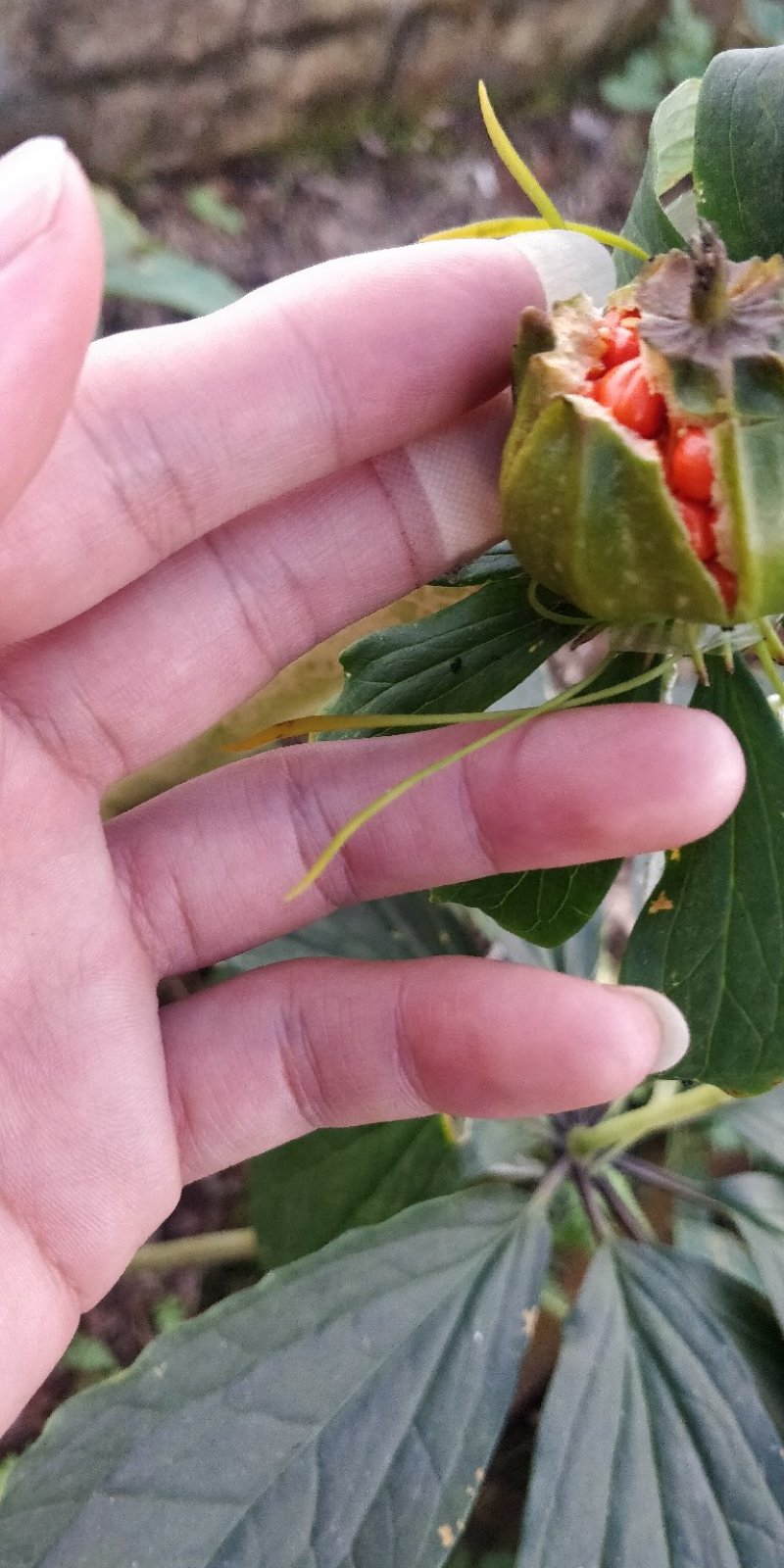 滇重楼籽，一年一季带皮出售。