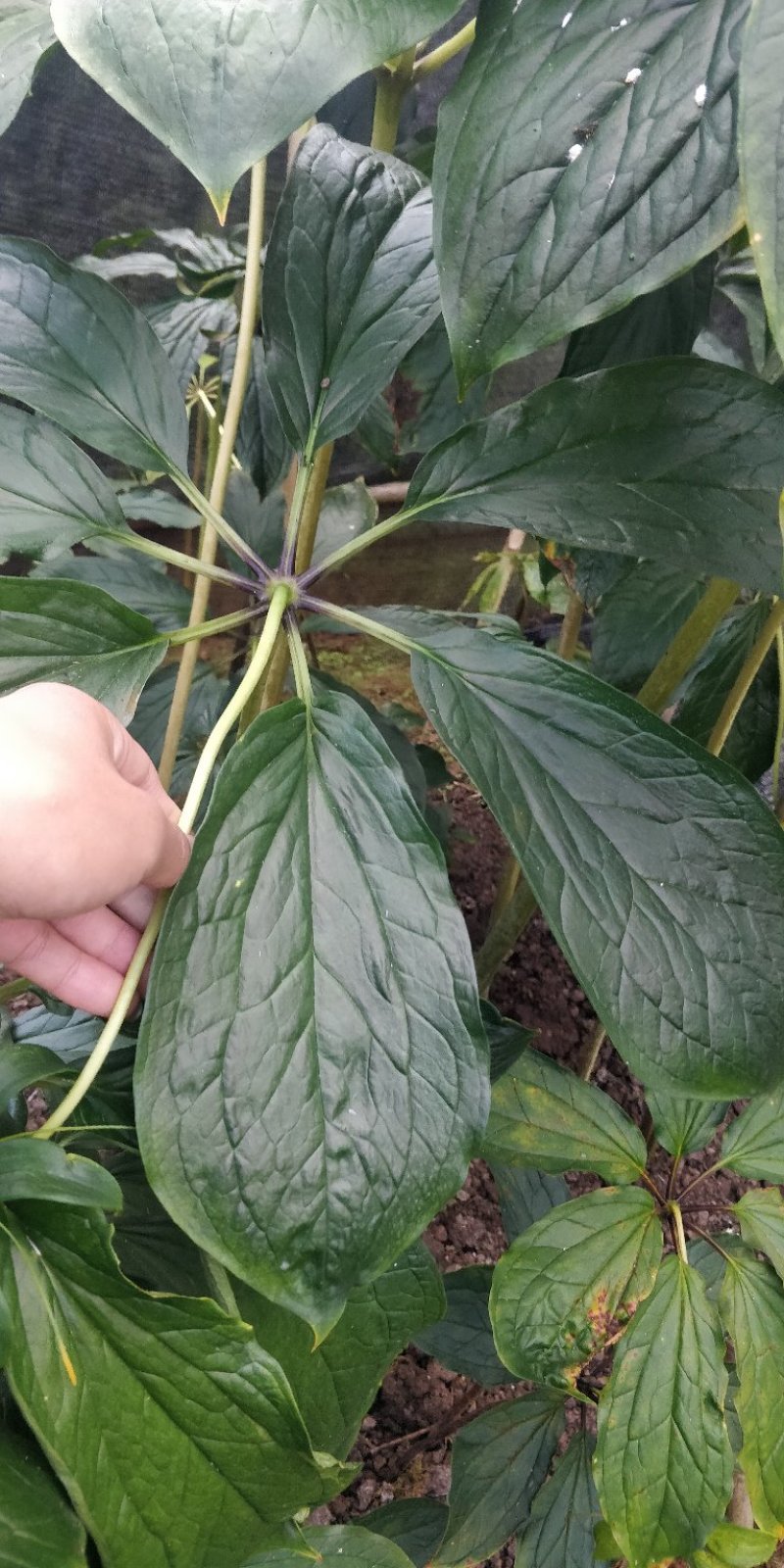 滇重楼籽，一年一季带皮出售。