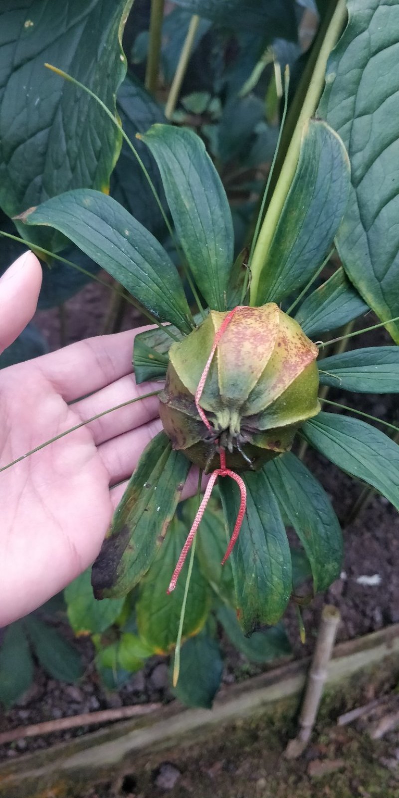 滇重楼籽，一年一季带皮出售。