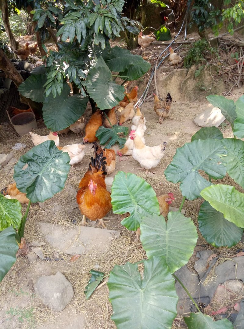 土鸡