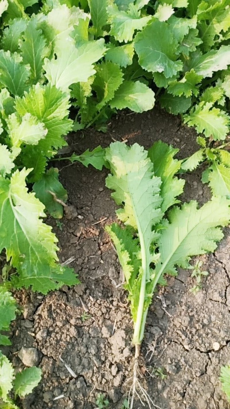雪里红腊菜