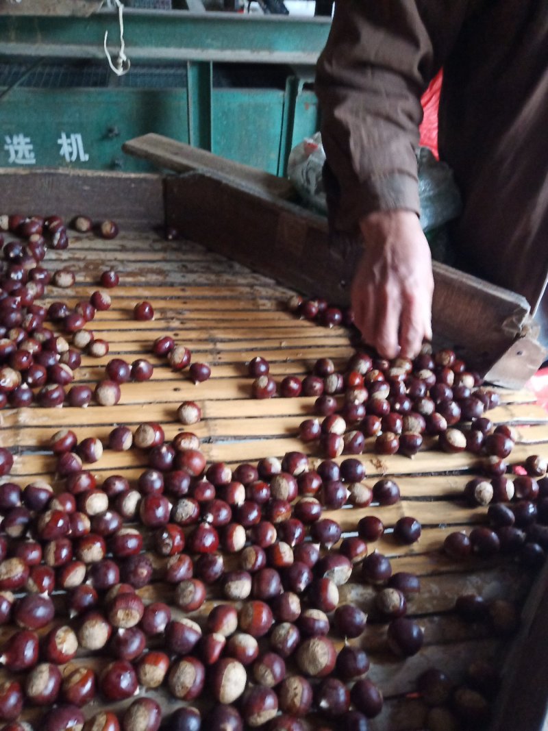 板栗