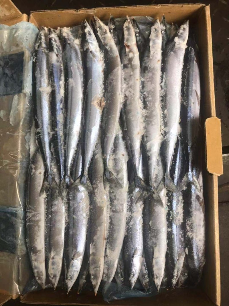 秋刀鱼