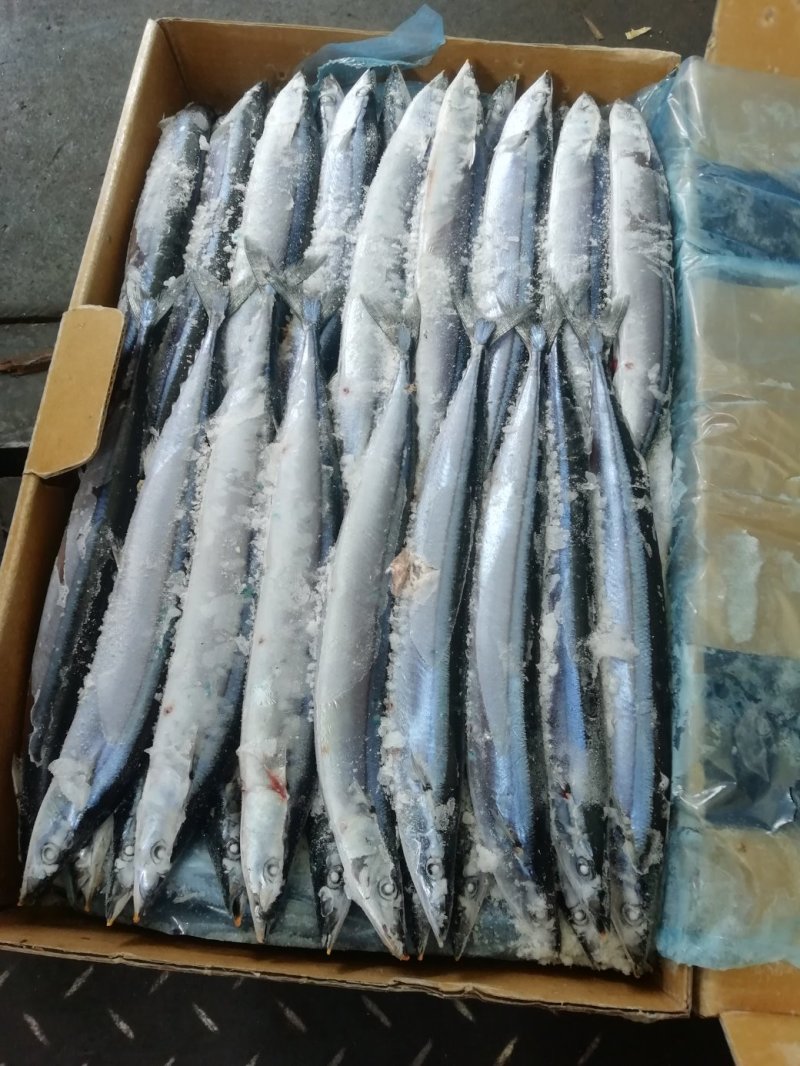 秋刀鱼