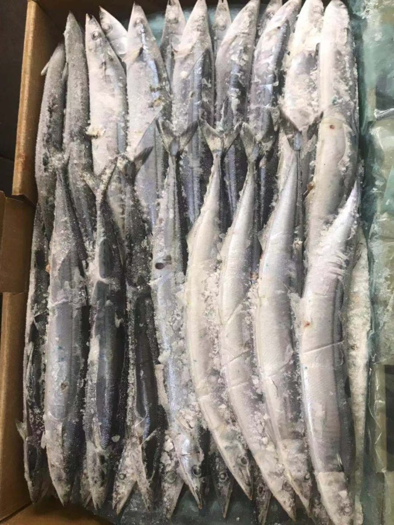 秋刀鱼