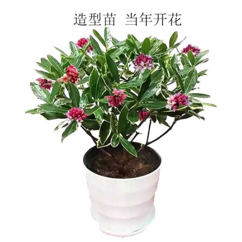 带花苞发货】【年宵花卉】【送生根粉】金边瑞香盆栽耐寒盆景