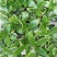 带花苞发货】【年宵花卉】【送生根粉】金边瑞香盆栽耐寒盆景