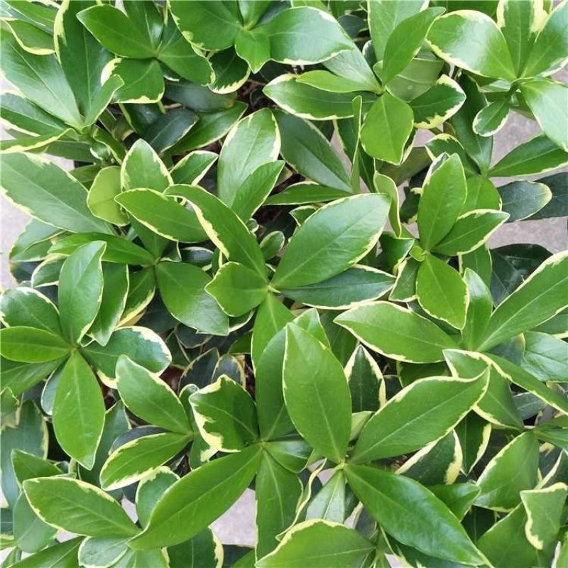 带花苞发货】【年宵花卉】【送生根粉】金边瑞香盆栽耐寒盆景