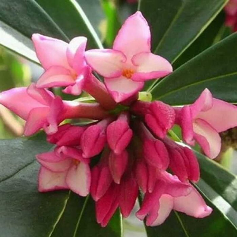 带花苞发货】【年宵花卉】【送生根粉】金边瑞香盆栽耐寒盆景