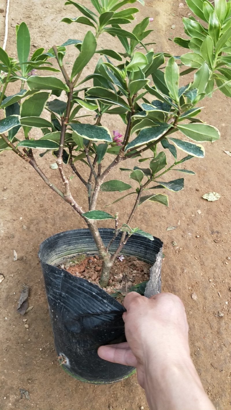 带花苞发货】【年宵花卉】【送生根粉】金边瑞香盆栽耐寒盆景