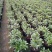 带花苞发货】【年宵花卉】【送生根粉】金边瑞香盆栽耐寒盆景
