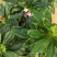 带花苞发货】【年宵花卉】【送生根粉】金边瑞香盆栽耐寒盆景