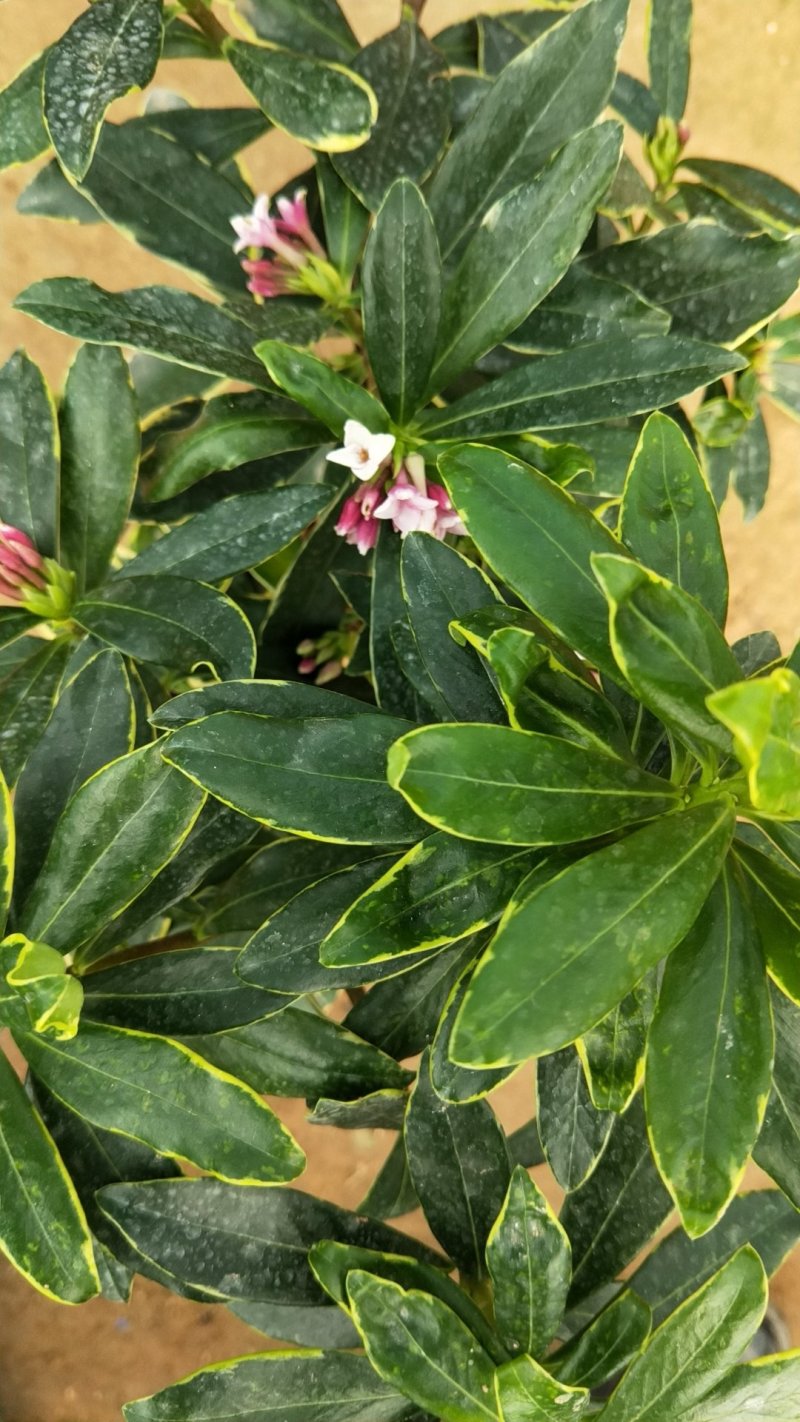 带花苞发货】【年宵花卉】【送生根粉】金边瑞香盆栽耐寒盆景