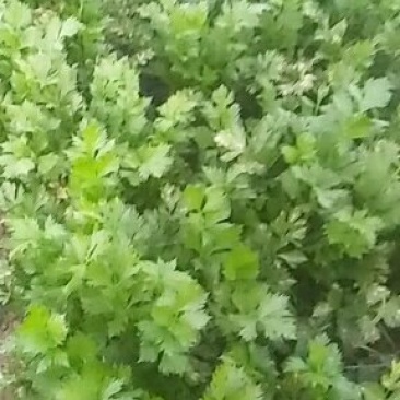 叶菜