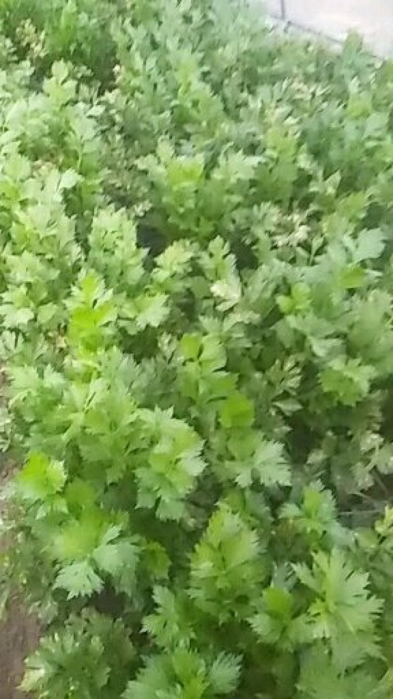 叶菜