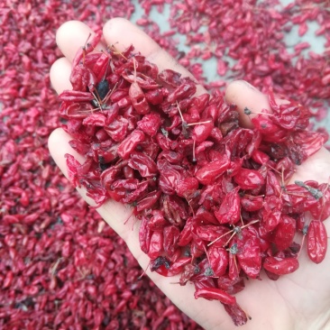 山茱萸山芋肉枣皮中药材