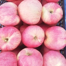 寒富士！辽西绥中寒富苹果大量上市！颜色红艳！个头均匀！