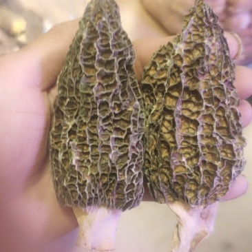 羊肚菌本款羊肚菌的区别是剪脚的不带柄的，就是剪掉羊肚菌的