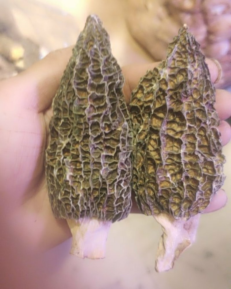 羊肚菌本款羊肚菌的区别是剪脚的不带柄的，就是剪掉羊肚菌的