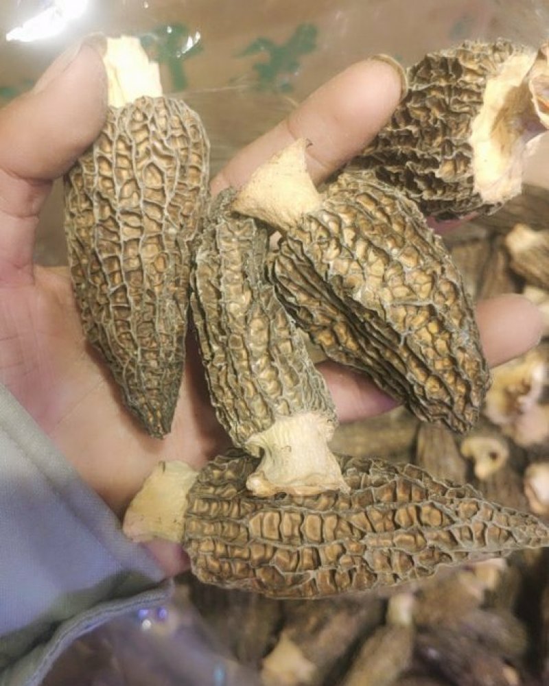 羊肚菌本款羊肚菌的区别是剪脚的不带柄的，就是剪掉羊肚菌的