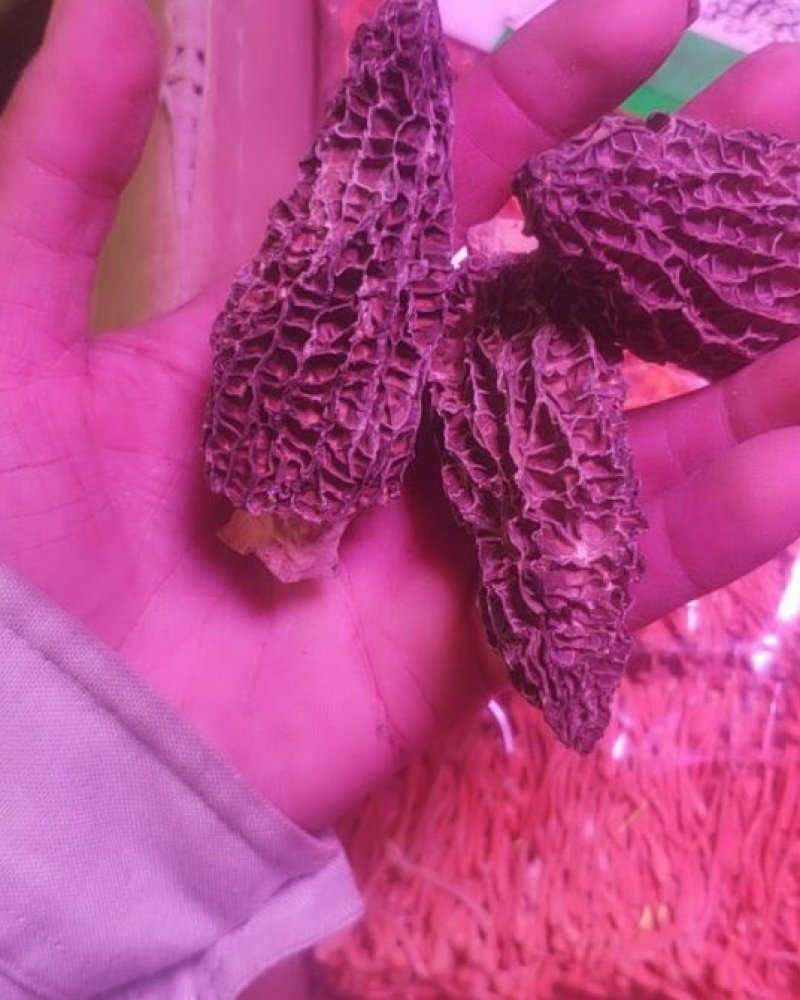 羊肚菌本款羊肚菌的区别是剪脚的不带柄的，就是剪掉羊肚菌的
