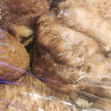 猴头菇食用菌特大黑毛