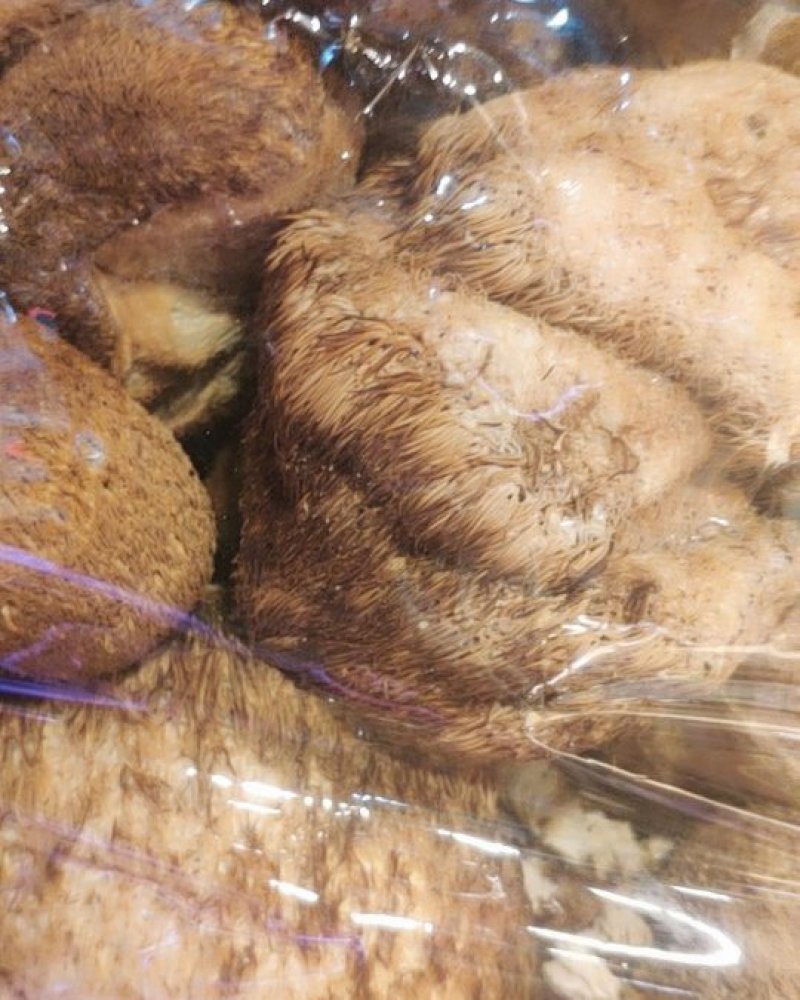 猴头菇食用菌特大黑毛