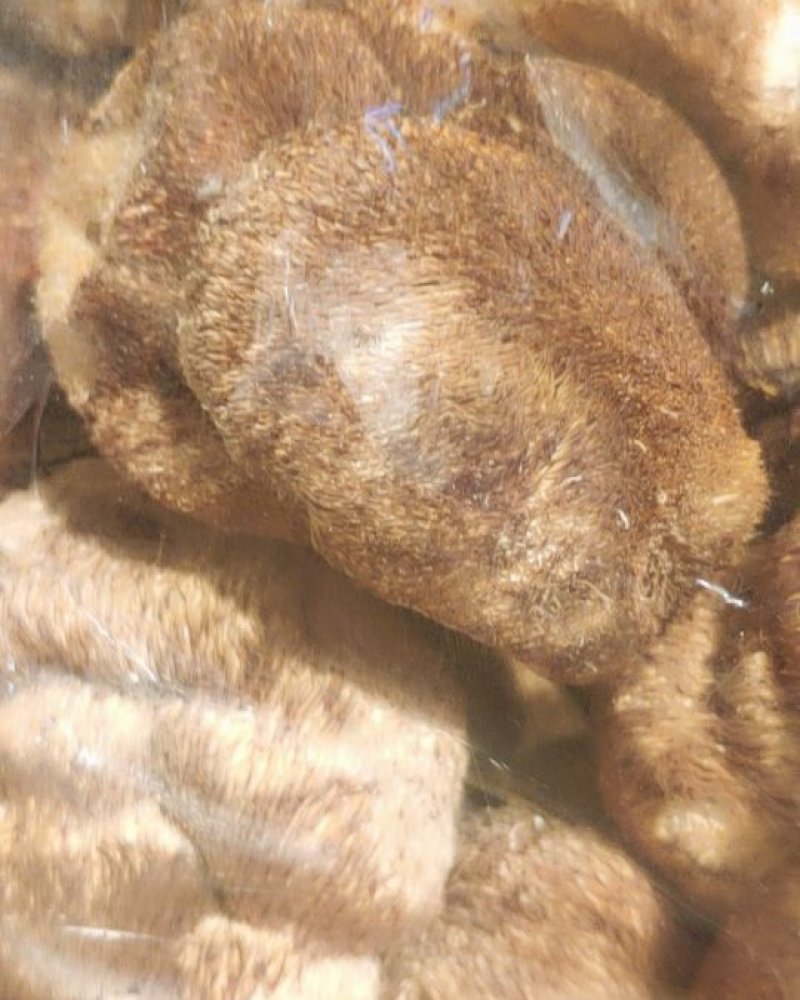 猴头菇食用菌特大黑毛
