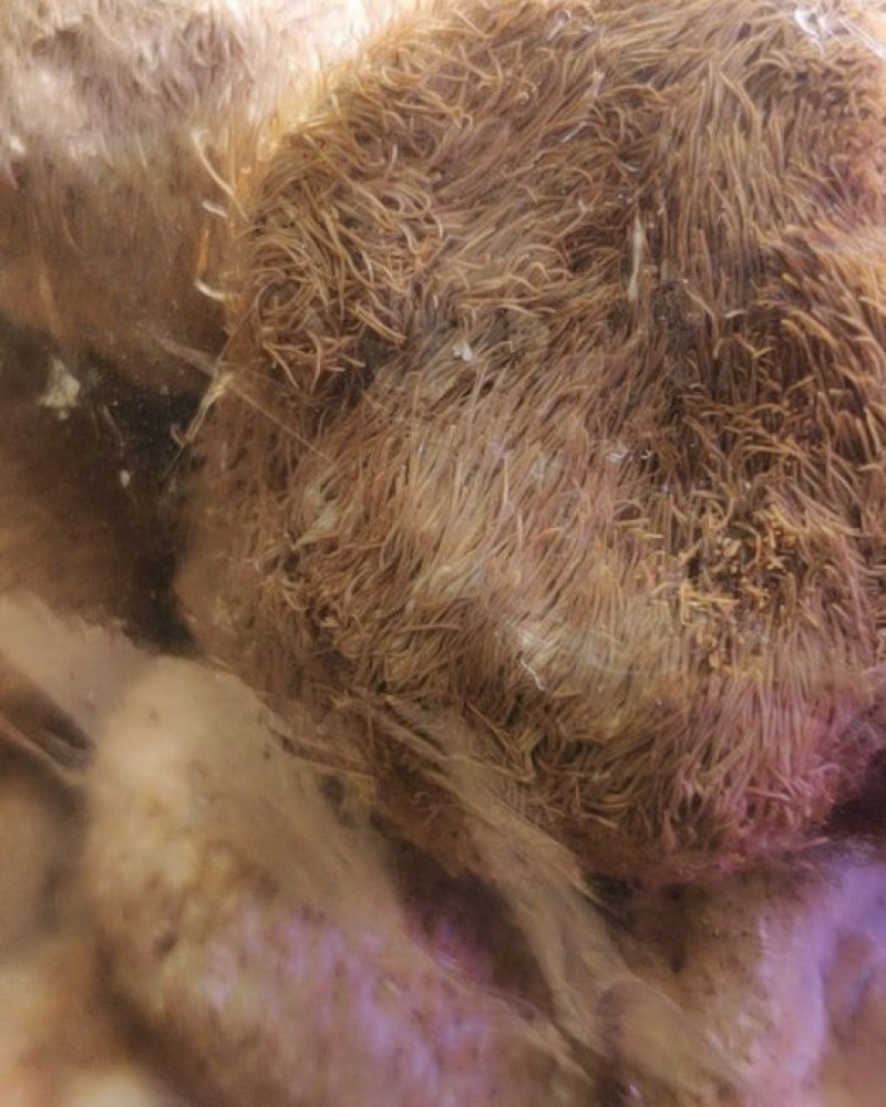 猴头菇食用菌特大黑毛